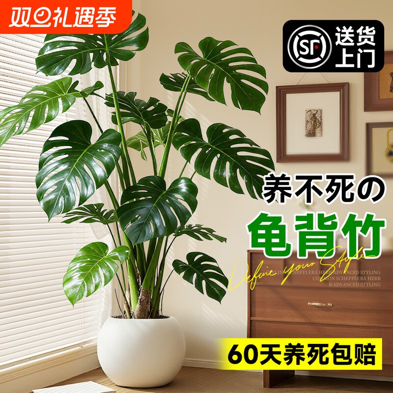 龟背竹客厅大盆栽老桩植物办公室大型绿植室内盆景净化空气除甲醛