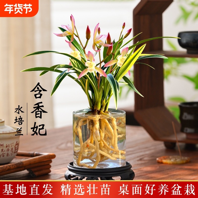 金边水培香水兰花苗四季兰好养室内阳台绿植浓香矮种桌面盆栽花卉