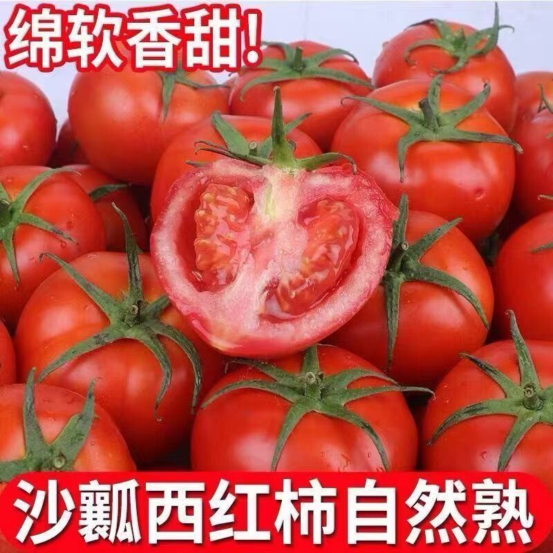 云南正宗沙瓤番茄非普罗旺斯新鲜生吃现摘小番茄露天自然熟西红柿
