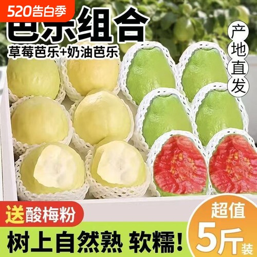 广西白心红心奶油芭乐双拼芭乐软心软糯新鲜番石榴脆甜鸡屎果批发
