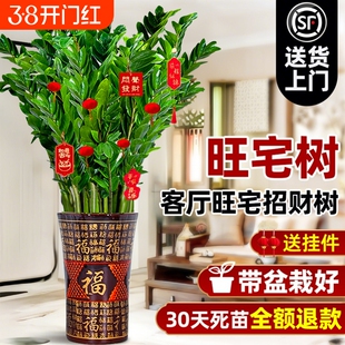 大型绿植金钱树盆栽客厅旺宅树发财树乔迁摆件真花植物新居室内