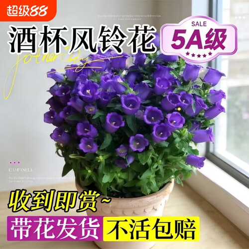酒杯风铃花盆栽带花苞丹麦风铃花阳台室内办公室四季绿植好养易活