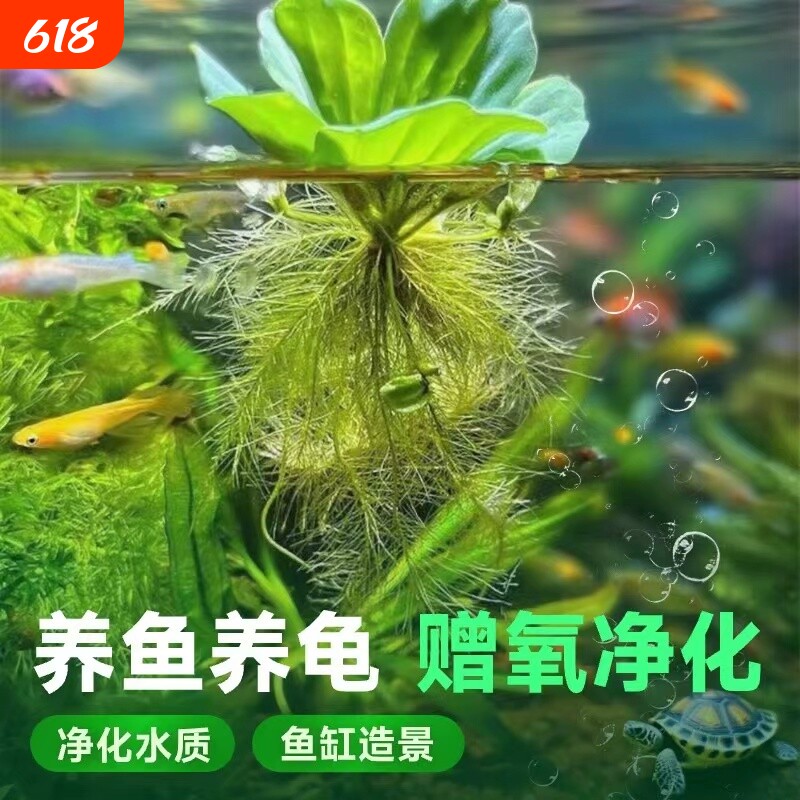 鱼缸造景水培绿植浮萍水草植物漂浮躲避增氧净化水质海缸螃蟹大型