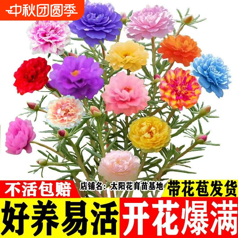 重瓣太阳花花苗进口带根带花苞四季植物阳台庭院开花花卉宿根盆栽