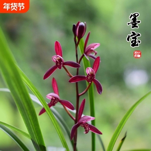 名贵建兰墨宝高端四季兰花苗年宵花卉带花苞盆栽室内好养绿植浓香