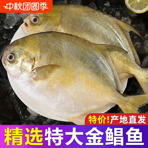 金鲳鱼金昌鱼鲜活冷冻鳊鲳鱼平镜鱼商用新鲜海鲜深海鱼水产年货节