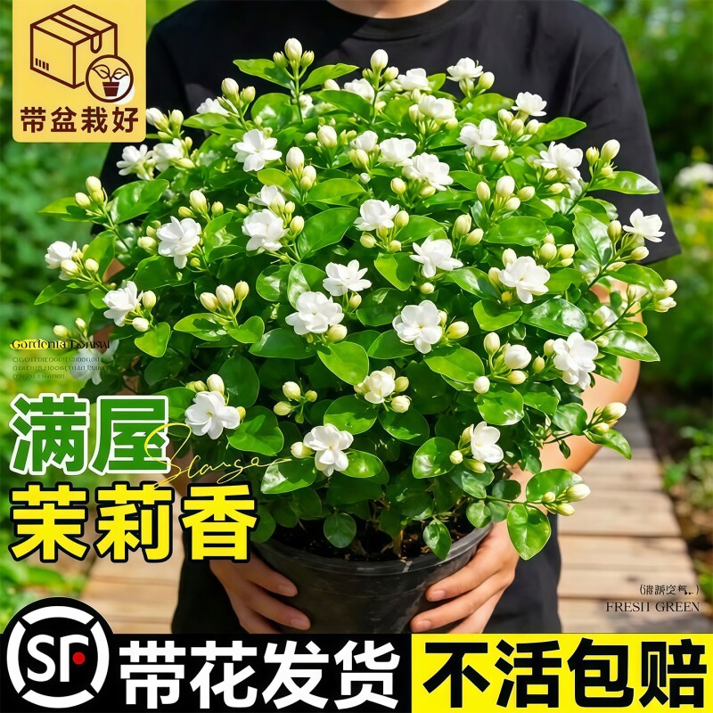 茉莉花苗盆栽带花苞九里香老桩室内四季开花好养双色重瓣花卉植物