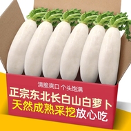 正宗东北长白山现挖水果白萝卜