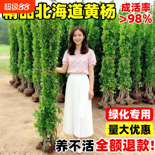 围墙篱笆植物大叶北海道黄杨苗冬青树苗耐寒庭院绿篱四季常青树苗