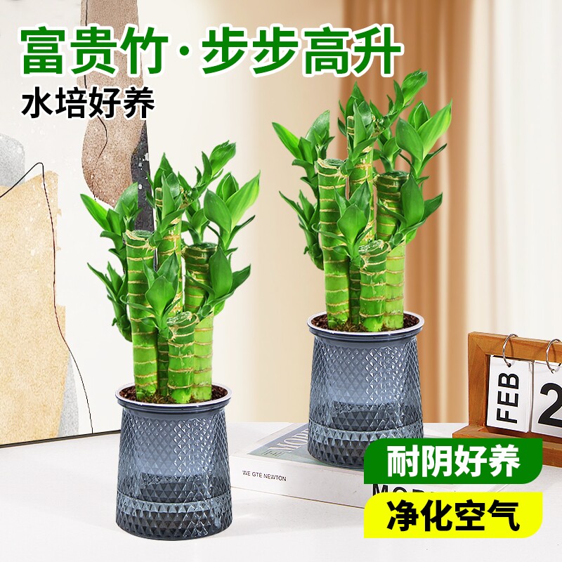 富贵竹盆栽招财竹步步高办公室内水培植物四季好养易活桌面绿植