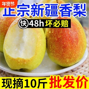 酥脆新疆香梨纯母梨新鲜水果梨子红香酥梨源自库尔勒薄皮杂交品种