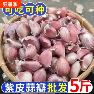 2026金乡大蒜紫白皮蒜瓣新干蒜手剥蒜瓣香蒜大蒜种可栽种香蒜种子