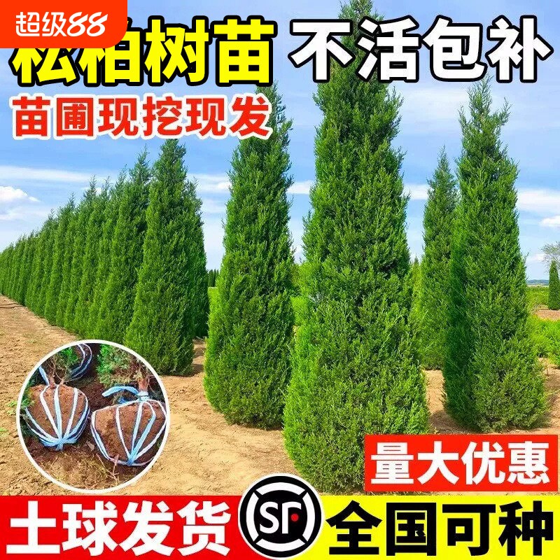 松柏树苗塔柏侧柏龙柏大号树苗四季常青道路绿化易活好养圆柏松树