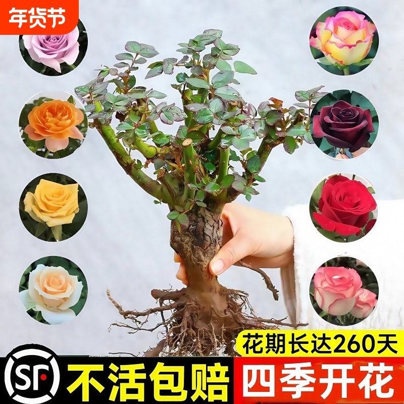 玫瑰花树苗带花苞特大花卉绿植物盆栽室内阳台月季蔷薇四季开花