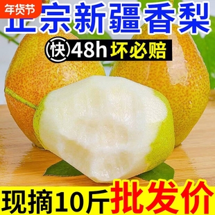 【正宗】新疆香梨纯母梨新鲜水果梨子红香酥梨源自库尔勒杂交品种
