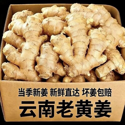 生姜小黄姜生姜新鲜新鲜生姜现挖现发生姜现挖现发生姜