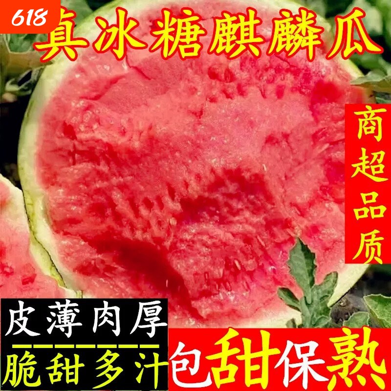 新鲜现摘冰糖麒麟西瓜脆甜爽口鲜甜多汁应季新鲜水果整箱批发包邮