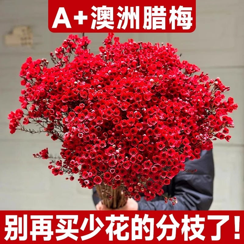 澳洲腊梅鲜花水培室内带花苞发货