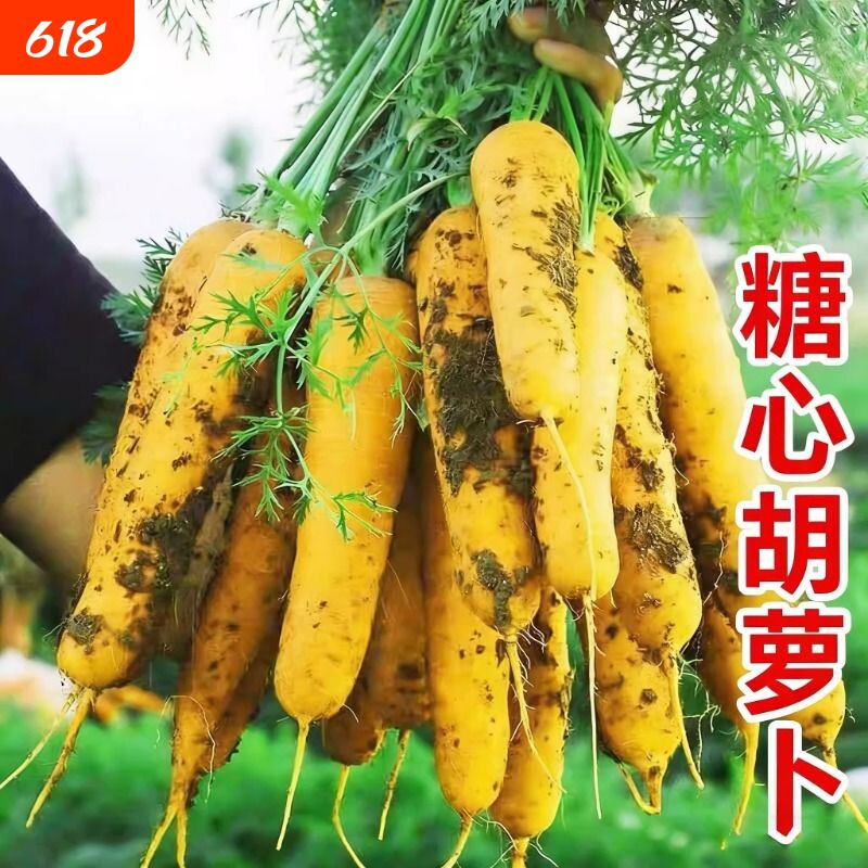 山西黄萝卜胡萝卜手抓饭配料黄色餐饮直供新货农家自种糖心蔬菜