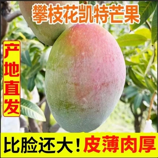 四川攀枝花凯特芒果当季新鲜水果现摘超甜彩虹芒大青吉禄芒果整箱