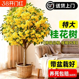 四季桂花盆栽室内树苗绿植带花苞矮桩浓香型老桩金桂八月好养活