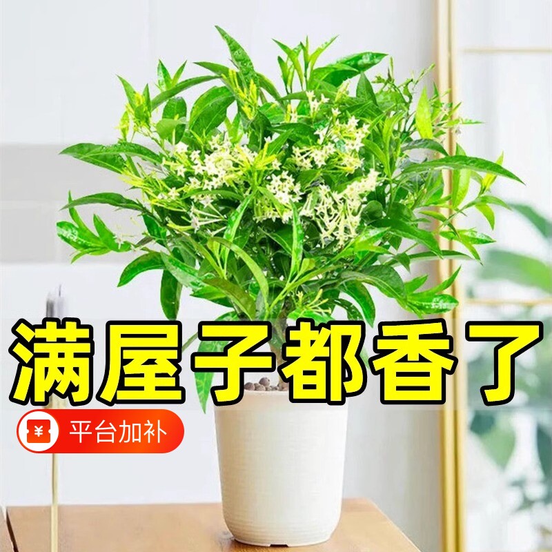 夜来香盆栽花树苗九里香带花苞茉莉花卉室内外驱蚊绿植物四季开花
