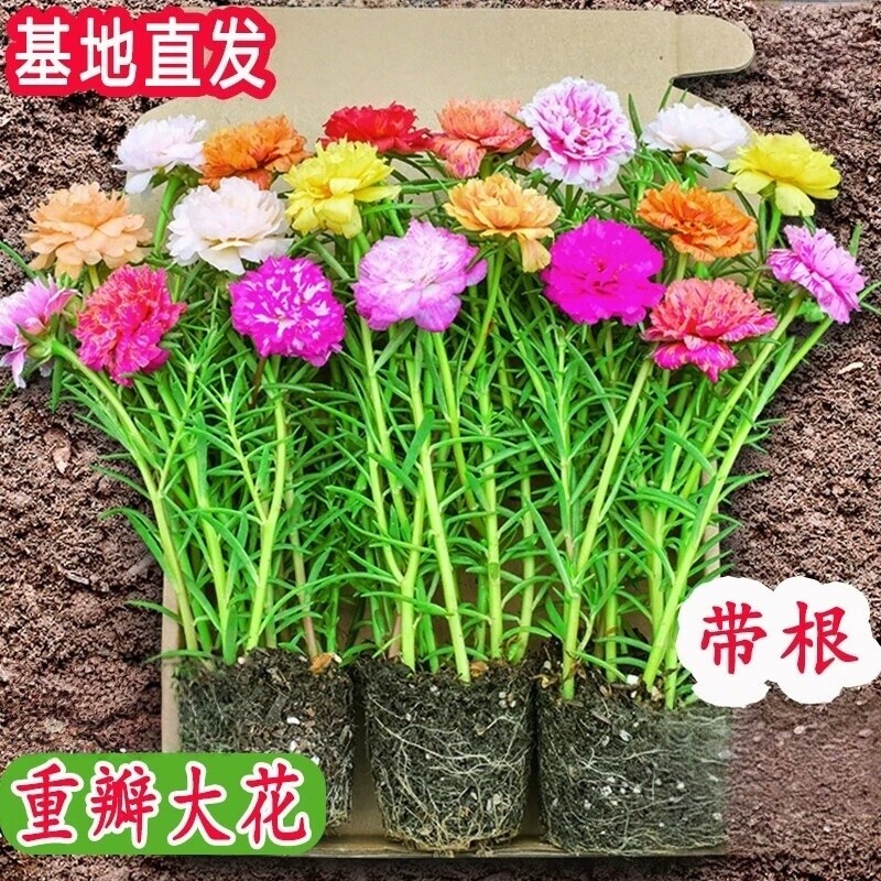 重瓣太阳花苗宿根枝条带根植物盆栽绿植花卉易开花耐晒大花老桩图片
