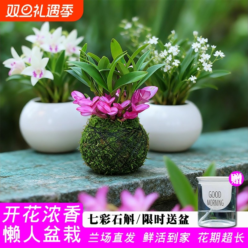 带花精品七彩香水紫云石斛兰花苗苔藓球绿植水培室内禅意盆栽花卉