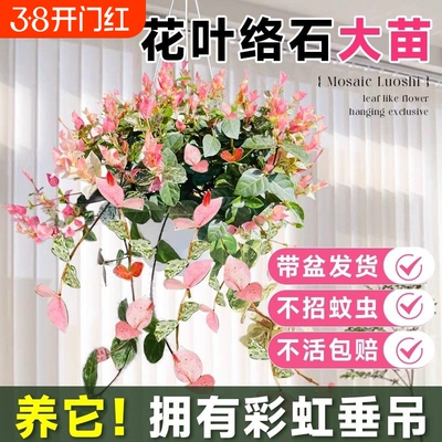 花叶络石四季五彩花卉绿植物盆栽彩络叶吊篮阳台爬藤苗庭院好养活