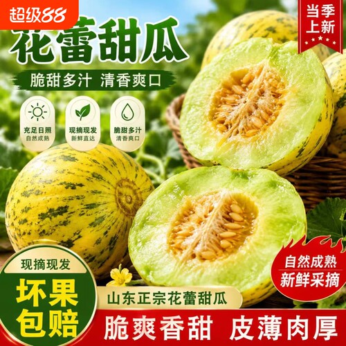 正宗山东花蕾甜瓜香瓜蜜瓜
