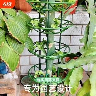 花卉支架蟹爪兰花架开口园艺爬藤架结实支撑架多层花托