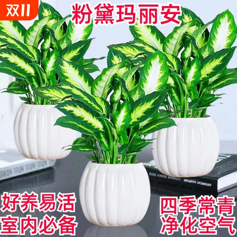 粉黛玛丽安盆栽室内水培植物净化空气四季常青客厅摆放懒人绿植
