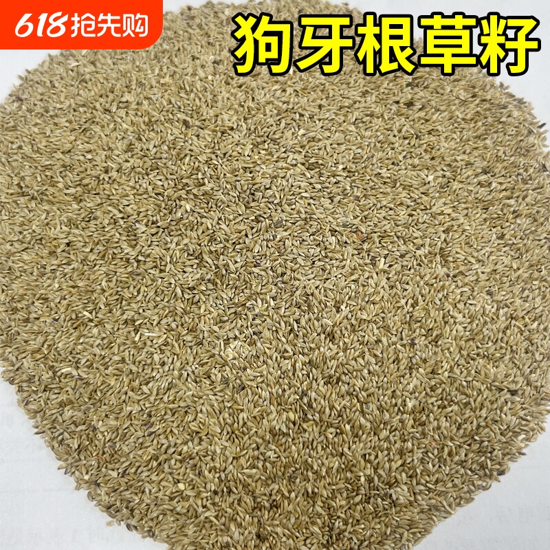 狗牙根草籽四季常青草坪种子旱绿化护坡固土草种籽孑庭院耐寒净籽