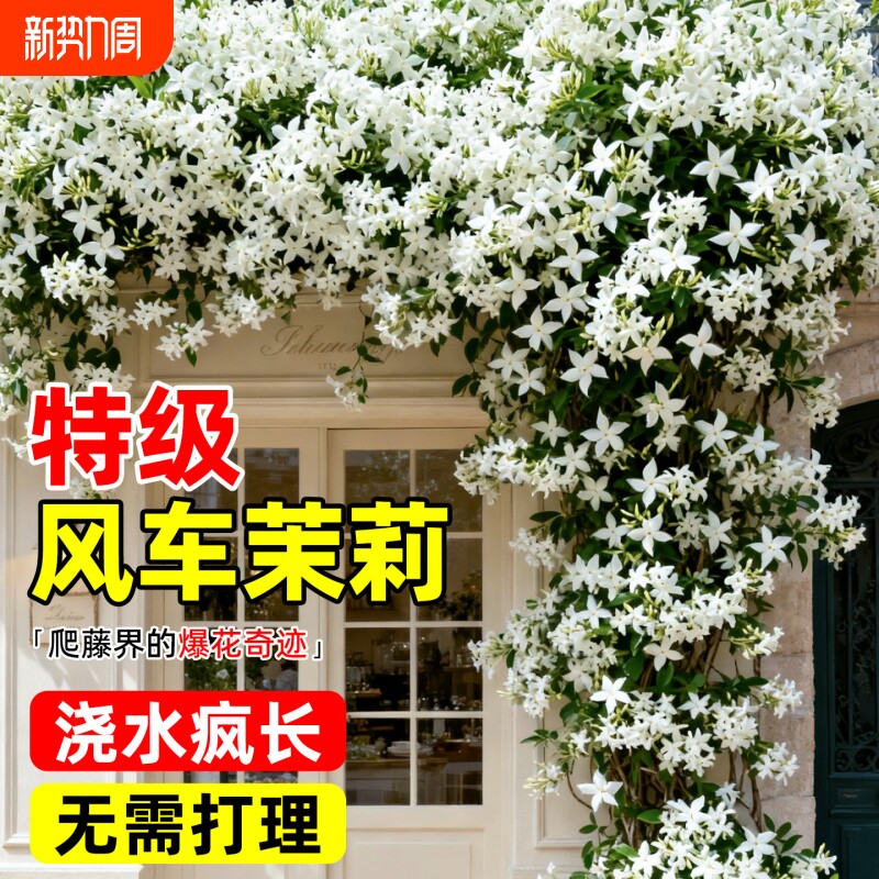2米风车茉莉盆栽特大苗好养垂丝爬藤耐寒植物四季开花卉庭院室外