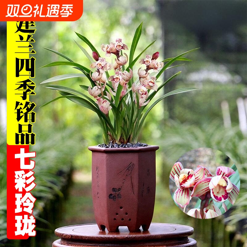 建兰七彩玲珑名贵四季兰花苗夏带花室内花卉绿植盆栽品种精品开花