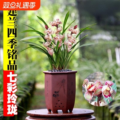 建兰七彩玲珑名贵四季兰花苗夏带花室内花卉绿植盆栽品种精品开花