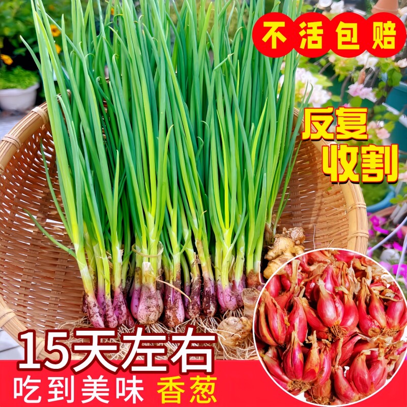 四季小香葱种子|超4000次加购图片