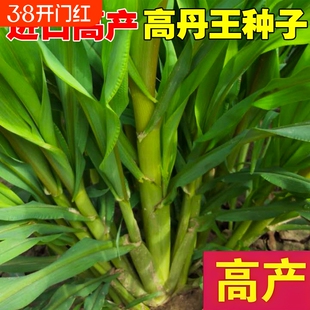 高丹王草种籽四季苏丹草牧草种子鹅鱼猪玉米多年生黑麦草籽高产