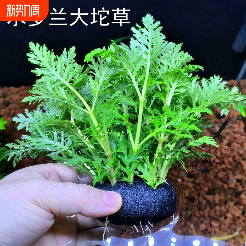 水罗兰坨草鱼缸养鱼造景淡水增氧净水后景新手懒人水草植物易养活