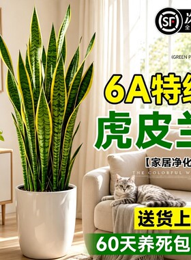 金边虎皮兰绿植盆栽客厅吸甲醛净化空气新房大型植物办公室虎尾兰
