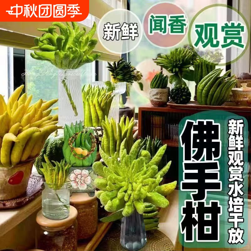 新鲜佛手果观赏闻香水培车载摆件清供天然香薰可食用鲜果植物客厅