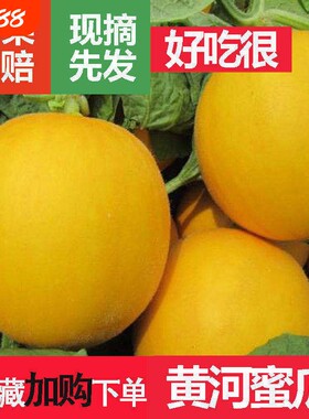 正宗甘肃民勤蜜瓜5斤新鲜黄河蜜瓜沙漠黄皮红白肉脆甜密瓜香瓜