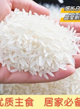 寿城猫牙香米广西丝苗米米5/10kg细长粒香大米上林晚稻米业优质