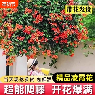 凌霄花爬藤大苗植物炮仗花盆栽四季开花绿植庭院阳台耐寒花卉室外