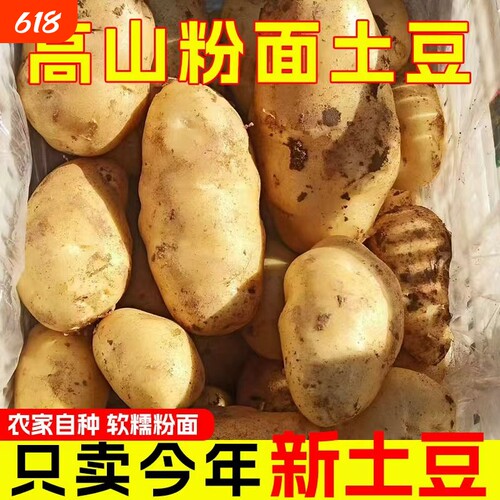 高山露天新鲜黄心土豆