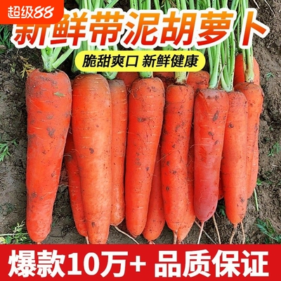 河南胡萝卜新鲜现挖农家自种蔬菜