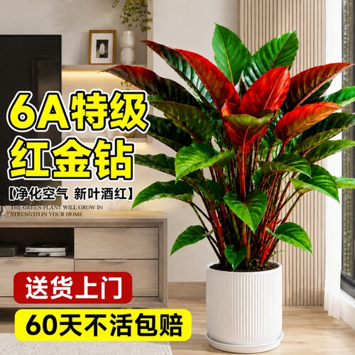 红钻大叶金钻盆栽净化空气办公室内客厅甲醛植物绿公主绿萝柱耐阴