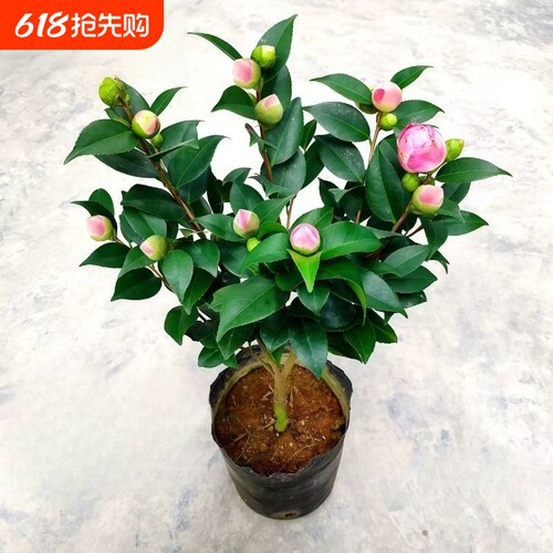 香妃茶花盆栽山茶花树苗室内庭院阳台花境花卉好养带花苞开花花期