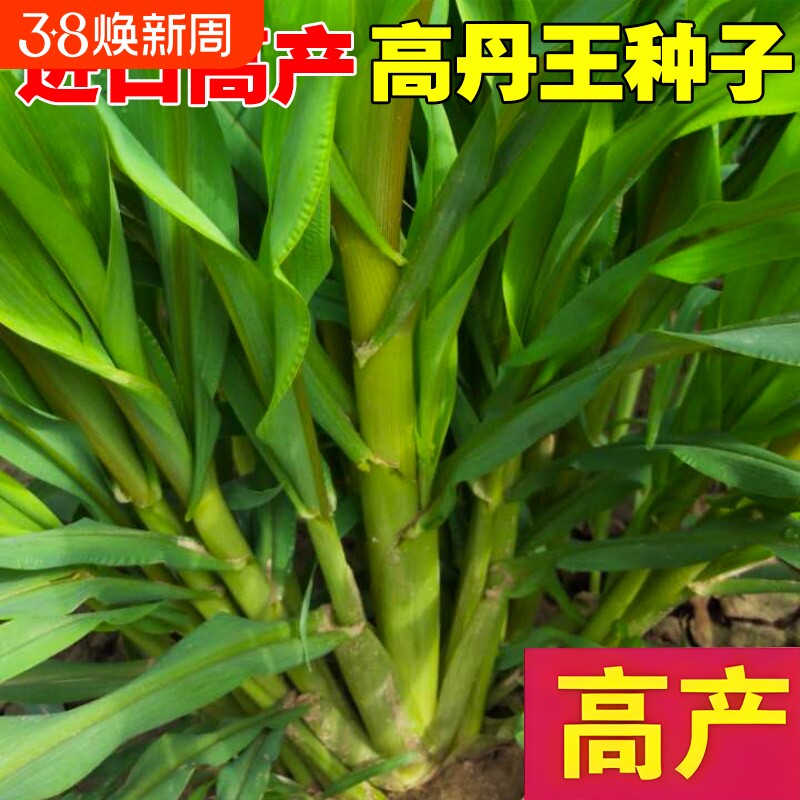 高丹王草种籽四季苏丹草牧草种子鹅鱼猪玉米多年生黑麦草籽高产