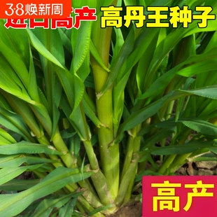 高丹王草种籽四季苏丹草牧草种子鹅鱼猪玉米多年生黑麦草籽高产